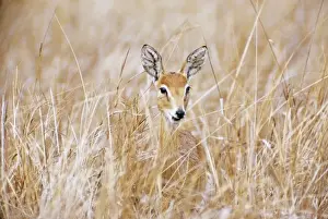 Oribi Prints: Oribi - female Gorangosa National Park in Central Mozambique, Africa