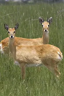 Oribi Prints: Oribi Sub species in western Ethiopia and sudan