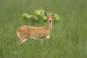 Oribi Sub species in western Ethiopia and Sudan