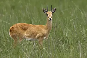 Oribi Sub species in western Ethiopia and Sudan