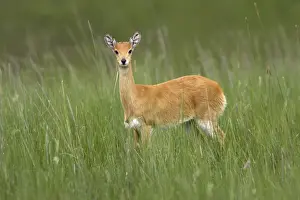 Oribi Sub species in western Ethiopia and Sudan Yabelo Ethiopia