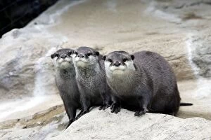 Oriental / Asian Small-clawed Otter - three