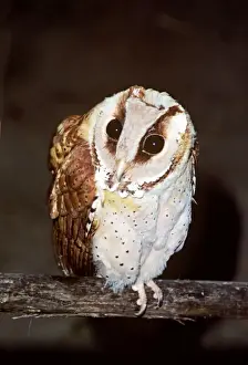 Oriental Bay Owl