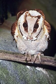 Oriental Bay Owl - sitting on branch