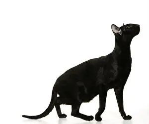 Oriental Black Cat JD 14542 © John Daniels / ARDEA LONDON