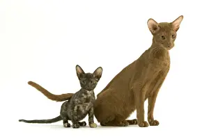 Scruffy Prints: Oriental CAT - adult and tortie seal kitten