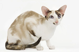 Images Dated 17th June 2000: Oriental Cat - in studio