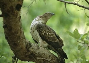 Images Dated 8th June 2006: Oriental Honey Buzzard - Perched on branch. India