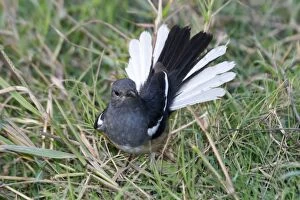 Images Dated 21st December 2004: Oriental Magpie Robin - Female displaying. Widespread throughout most of India in gardens