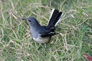 Images Dated 21st December 2004: Oriental Magpie Robin - Female in grass Widespread throughout most of India in gardens