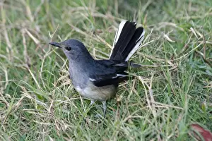 Magpie Robin Prints: Oriental Magpie Robin - Female in grass Widespread throughout most of India in gardens