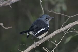 Images Dated 21st December 2004: Oriental Magpie Robin - Female perched on branch Widespread throughout most of India in gardens