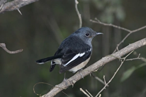 Images Dated 21st December 2004: Oriental Magpie Robin - Female perched on branch Widespread throughout most of India in gardens