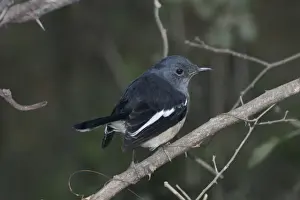 Magpie Robin Prints: Oriental Magpie Robin - Female perched on branch Widespread throughout most of India in gardens