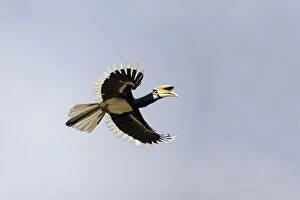 Albirostris Gallery: Oriental Pied Hornbill in flight