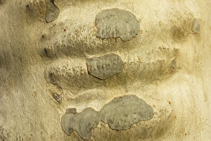 Images Dated 23rd December 2005: Oriental plane tree - close-up of bark