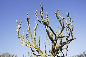 Images Dated 23rd December 2005: Oriental plane tree. France