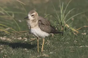 Oriental Plover - Also known as Oriental Dotterel or Eastern Sand Plover. Non-breeding plumage. Photographed 15 September, recently arrived in Australia from N China and Mongolia