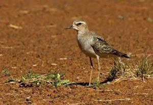 Oriental Plover - A migrant from Mongolia and Russia which prefers drier inland areas where the grass is short