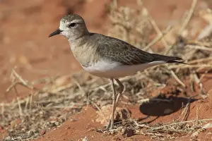 Plovers Prints: Oriental Plover Near Aputula Aboriginal Community, Finke, Northern Territory, Australia