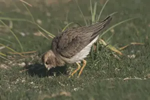 Oriental Plover - Non-breeding plumage. Also known as Oriental Dotterel or Eastern Sand Plover. Photographed 15 September, recently arrived in Australia from N China and Mongolia
