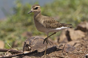 Images Dated 8th October 2007: Oriental Plover / Oriental Dotterel. At Mt Barnett sewage pond, Gibb River Road, Kimberley