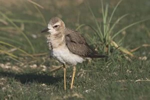 Oriental Plover / Oriental Dotterel / Eastern Sand Plover - Non-breeding plumage