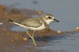 Oriental Plover, at pond edge. Breeds in Mongolia and northern China and winters in large numbers in northern Australia where it prefers dry inland areas. Sometimes near ponds. At a pond near Marble Bar, Pilbara, Western Australia