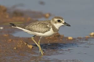 Images Dated 23rd September 2005: Oriental Plover, at pond edge. Breeds in Mongolia and northern China