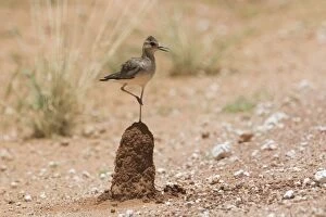 Images Dated 17th September 2010: Oriental Plover - standing on termite mound This bird along the Gary Junction Highway 45 km east