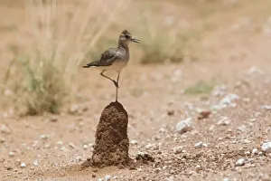 Balance Prints: Oriental Plover - standing on termite mound This bird along the Gary Junction Highway 45 km east of Kiwirrkurra