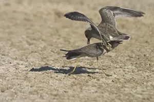Oriental Plovers - Also known as Oriental Dotterel or Easterm Sand Plover. Non-breeding plumage. These 2 birds showing mild aggression Photographed 15 September, recently arrived in Australia from N China and Mongolia