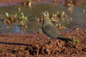 Pratincole Prints: Oriental Pratincole This bird on the Mt Barnett airstrip