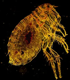 Oriental Rat Flea, Magnification x 200 (A4 size: 29. 7 cm width)