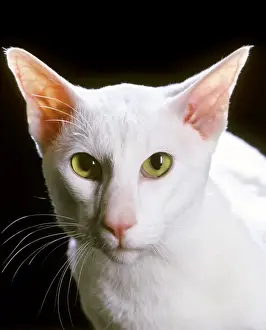 Oriental Prints: Oriental Shorthair - white