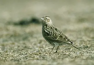 Skylarks Prints: Oriental Skylark Heimahe, Qinghai, China. April