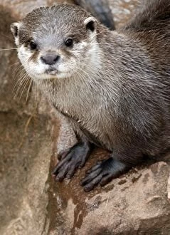 Images Dated 15th April 2007: Oriental Small- Clawed Otter. India,s E Asia
