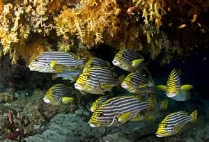 Images Dated 31st December 2011: Oriental Sweetlips