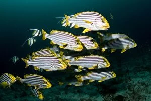 Images Dated 31st December 2011: Oriental Sweetlips