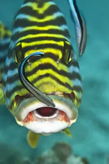 Maldives Prints: Oriental Sweetlips - being cleaned by two Cleaner Wrasse Fish (Labroides dimidiatus) - Maldives