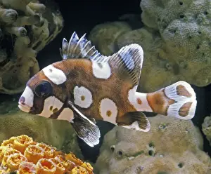 Spots Prints: Oriental Sweetlips Fish