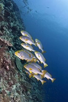 Images Dated 2nd January 2010: Oriental Sweetlips - Maldives
