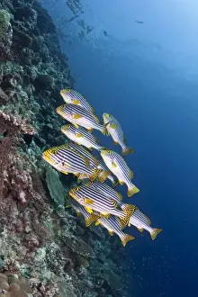 Oriental Sweetlips - Maldives
