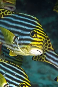 Fish Collection: Oriental Sweetlips - Maldives