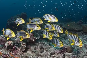 Maldives Prints: Oriental Sweetlips - school - Maldives