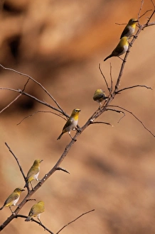 Images Dated 8th December 2004: Oriental White-eye Bird Panna National Park, India