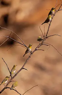 Oriental White-eye Bird Panna National Park, India