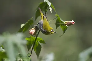 Oriental White-eye - On flower Inhabits open broadleaved forests and wooded areas. Also well-planted urban gardens. Photographed in the Ootacamund Botanic Gardens, Nilgiri Hills, Western Ghats, South India, Asia