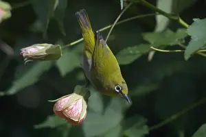 Oriental White-eye - On flower. Inhabits open broadleaved forests and wooded areas. Also well-planted urban gardens. Photographed in the Ootacamund Botanic Gardens, Nilgiri Hills, Western Ghats, South India, Asia