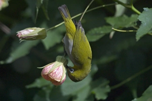 Oriental White-eye Bird